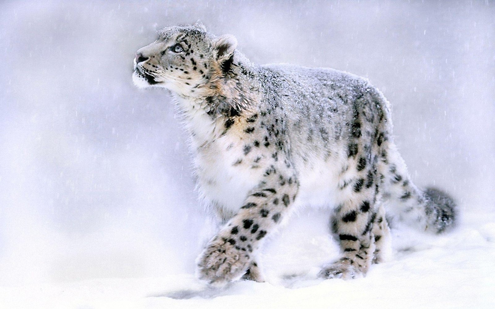 snow leopard